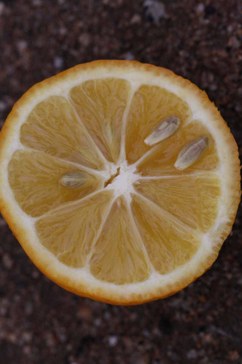            Fruit cross-section (Riverside, CA)   